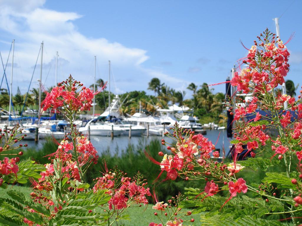Tamarind Reef Resort Spa & Marina Christiansted Exterior foto